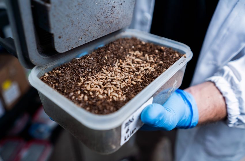  Startup chilena transforma residuos orgánicos en proteínas terapéuticas con mosca soldado