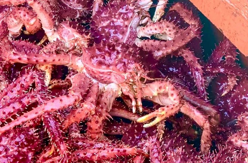  CORE inicia investigación por presunta colusión en mercado centolla