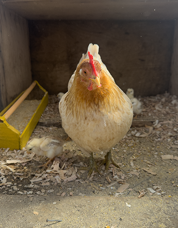  Alianza SENCE-INDAP invierte en capacitación avícola para impulsar producción de huevo magallánico